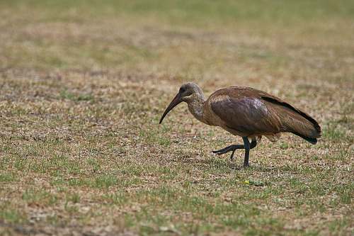 bird brown bird on field ground
