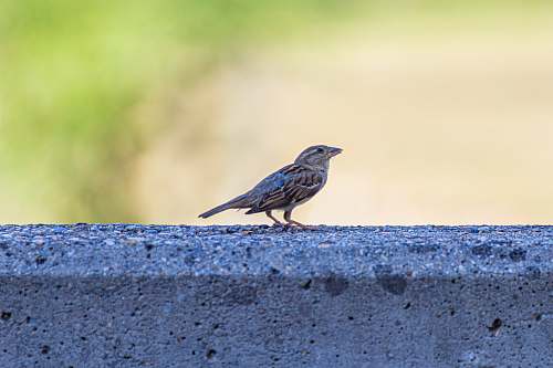 bird brown bird on gray concrete surface anthus