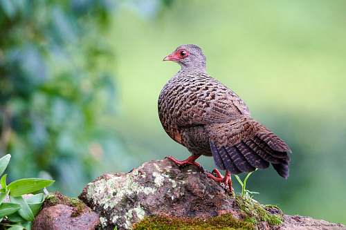 bird brown bird on rock partridge