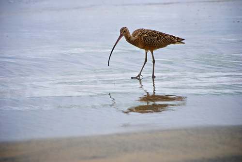 bird brown bird on seashore water