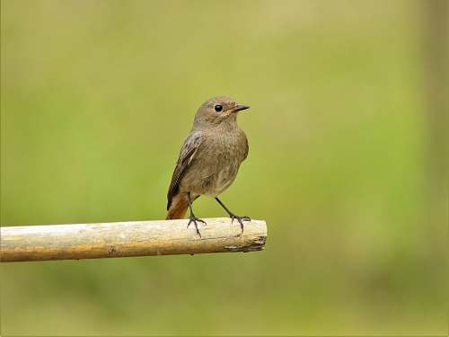 anthus brown bird on stick bird