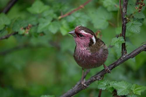 bird brown bird on tree branch grass