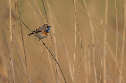 bird brown bird on twig grass