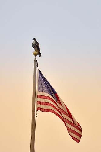 bird brown bird on USA flag pole flag