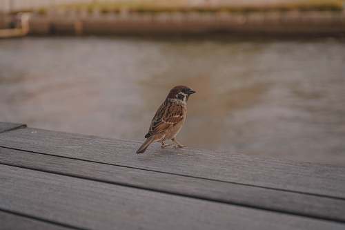 bird brown bird on wooden surface sparrow