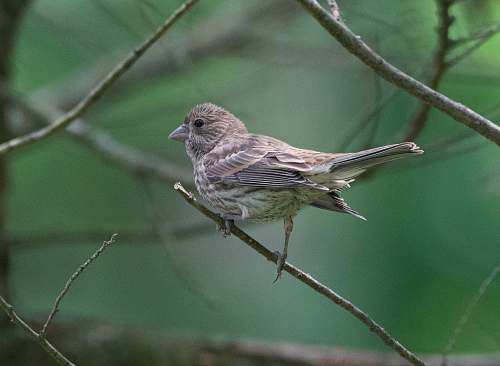 bird brown bird perch on tree branch finch