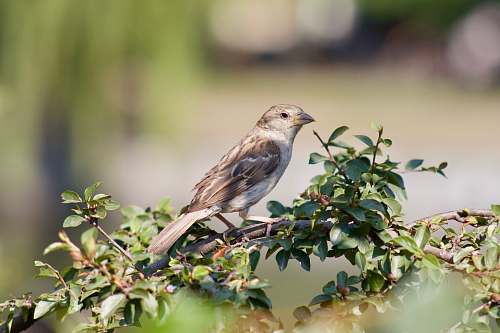 sparrow brown bird perching on branch anthus
