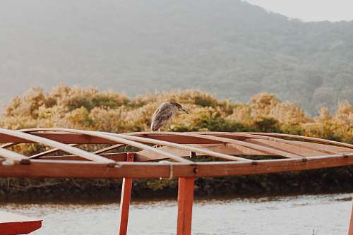 bird brown bird perching on brown stand boat
