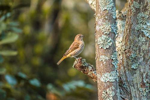 bird brown bird perching on cut tree branch anthus