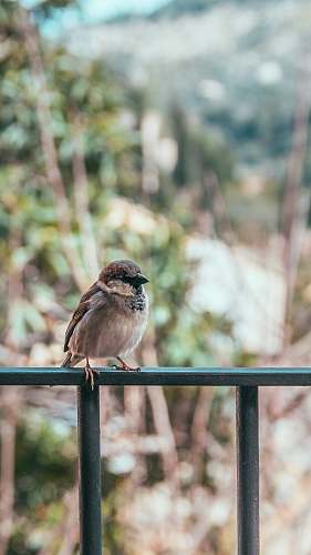 bird brown bird perching on fence sparrow