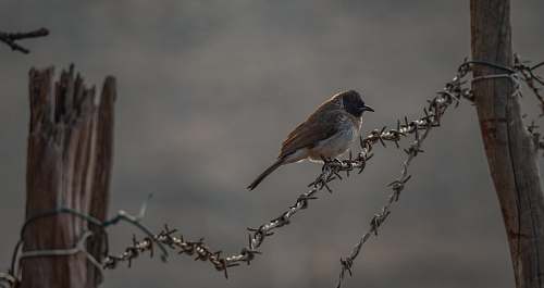 bird brown bird standing on barbwire grey