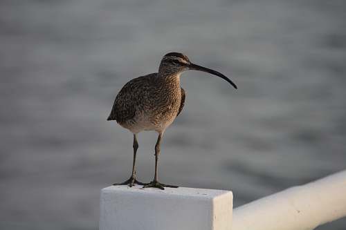 bird brown bird standing on white concrete fence during daytime beak