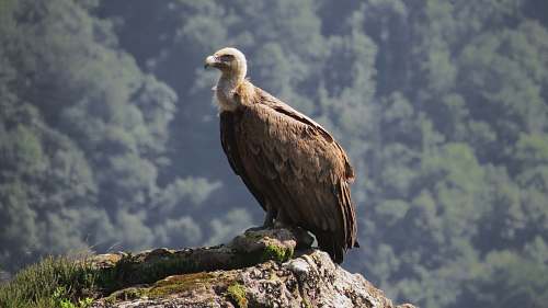 vulture brown bird bird