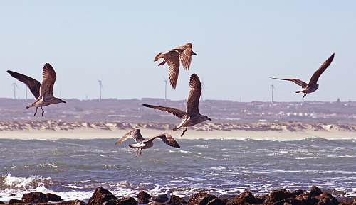 bird brown birds in flight over body of water flying