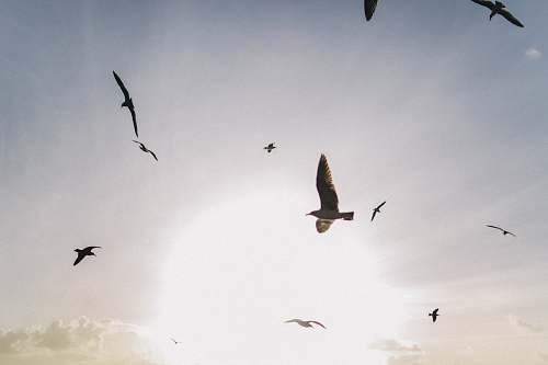 bird brown birds mid air flying
