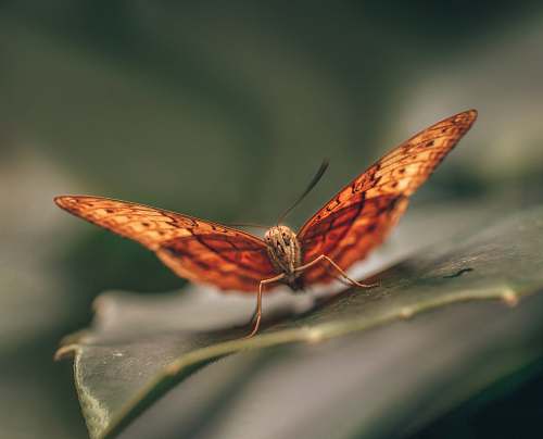 insect brown butterfly invertebrate