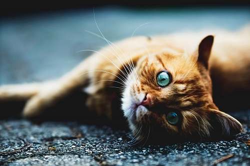 pet brown cat cat
