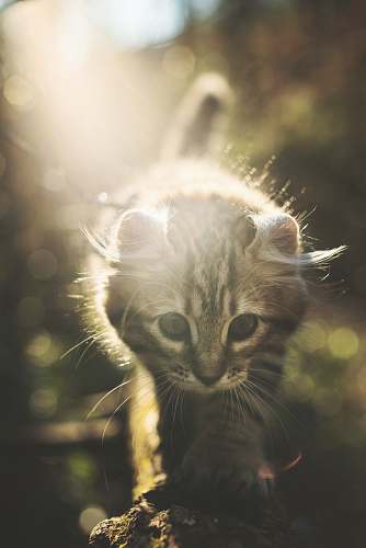 cat brown cat walking on tree branch kitten