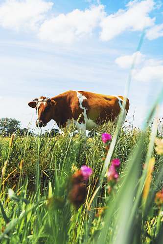 cattle brown cattle cow