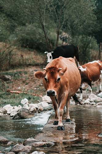 cattle brown cattle crossing river surrounded with tall and green trees during daytime cow