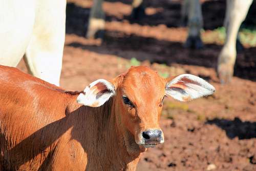 cattle brown cattle on focus photography cow