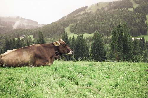 cattle brown cattle on green grass cow