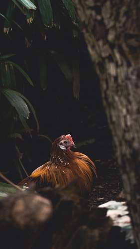 bird brown chicken chicken