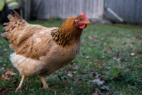 chicken brown chicken bird