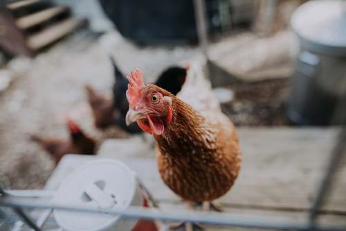 chicken brown chicken near water jug bird