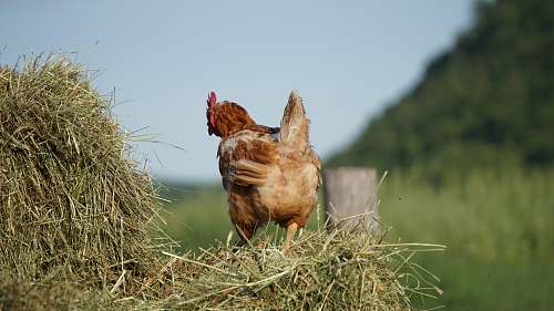 chicken brown chicne poultry