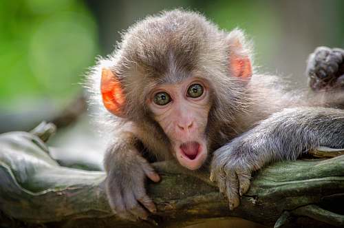 wildlife brown coated monkey on branch monkey