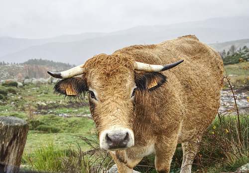 cattle brown cow cow