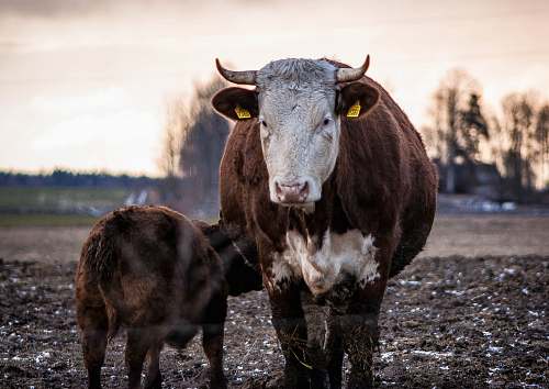 cow brown cow cattle