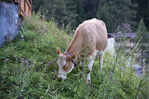 cattle brown cow eating grass cow