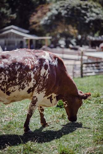 cattle brown cow eating grasses cow