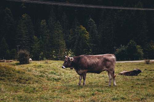 mammal brown cow near trees during daytime cattle