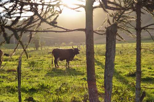 cattle brown cow on field cow
