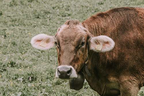 cattle brown cow standing on green grass field cow