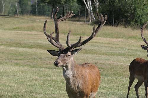 antelope brown deer mammal
