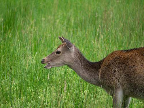 mammal brown deer at a green field kangaroo