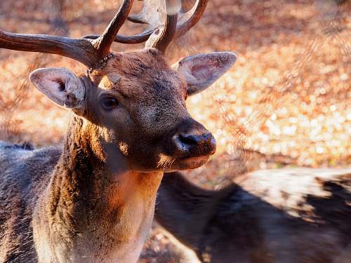 wildlife brown deer at daytime deer