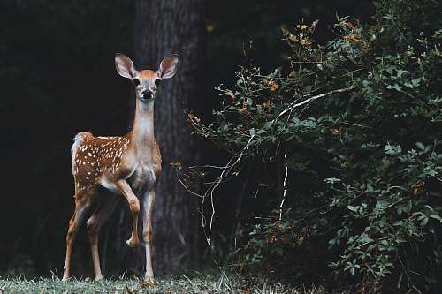 wildlife brown deer beside plants deer