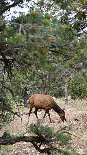 deer brown deer elk