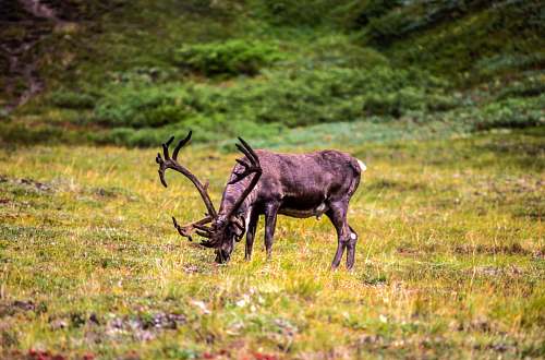 wildlife brown deer eating green grass antelope