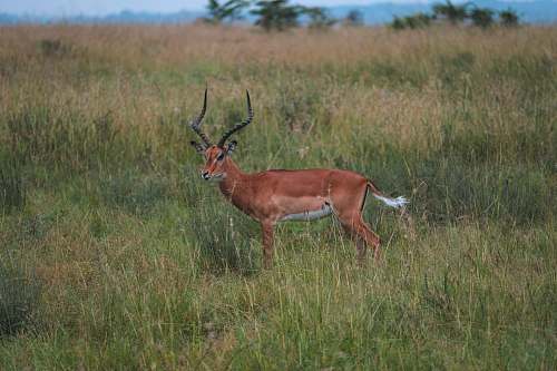 mammal brown deer in field during daytime antelope