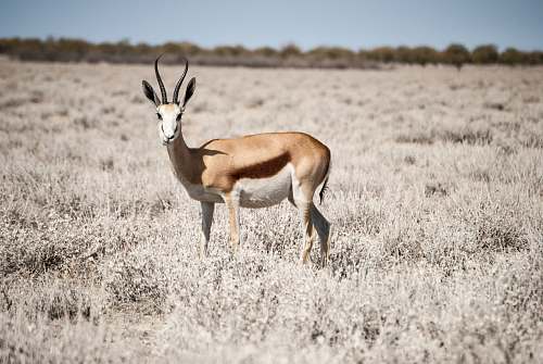 antelope brown deer in the middle of grass field wildlife
