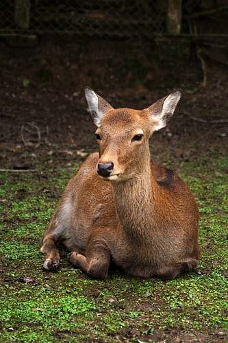 mammal brown deer lying on ground kangaroo