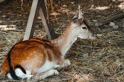 mammal brown deer lying on the ground kangaroo