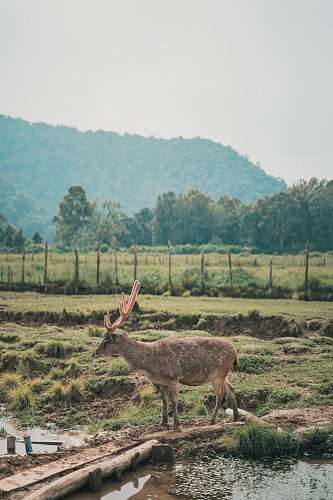 mammal brown deer antelope