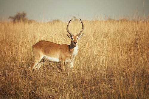 wildlife brown deer on brown open field during daytime antelope